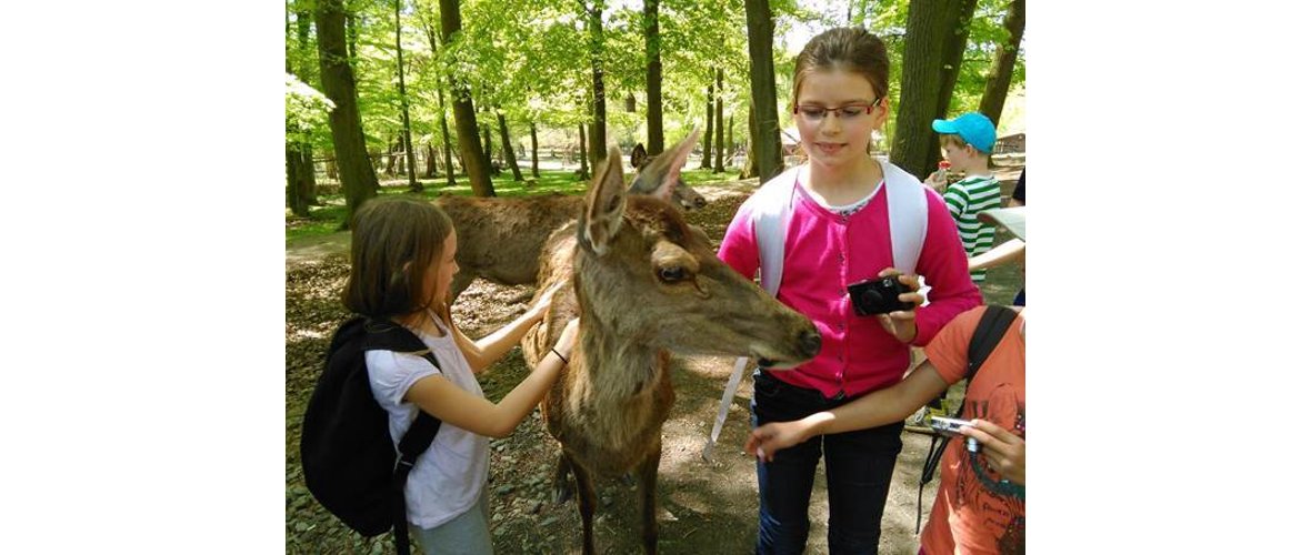 Besuch des Wildparks Knüll auf dem Programm. Wildparkleiter Dr. Fröhlich hatte ein zweistündiges Wildfütterungsprogramm organisiert, bei dem die Kinder Wildtiere wie Bären, Wölfe, Luchse und Füchse aus unmittelbarer Nähe beim Fressen beobachten konnten und viele Informationen zum Leben und Verhalten der Tiere erhielten.