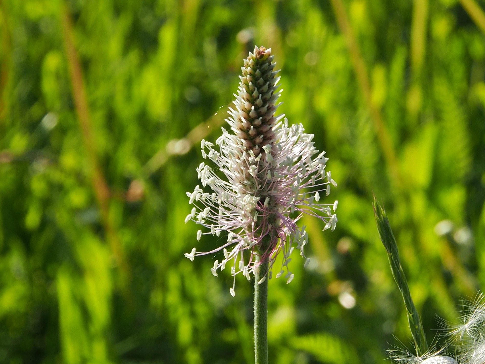 Auf dem Bild ist eine Spitzwegerich Blüte zu sehen. Im Hintergrund Gras