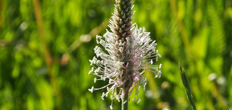 Auf dem Bild ist eine Spitzwegerich Blüte zu sehen. Im Hintergrund Gras