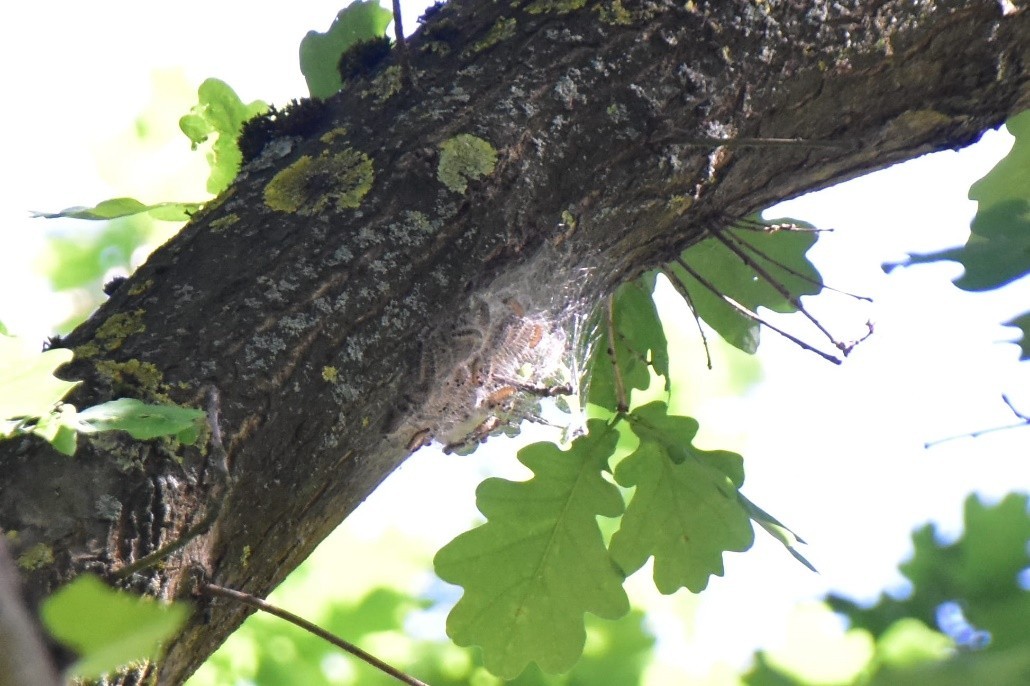 Auf dem Foto ist der Ast einer Eiche zu sehen, an welchem sich ein Nest von Eichenprozessionsspinnern befindet.