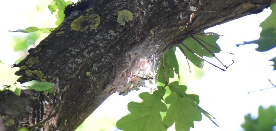 Auf dem Foto ist der Ast einer Eiche zu sehen, an welchem sich ein Nest von Eichenprozessionsspinnern befindet.