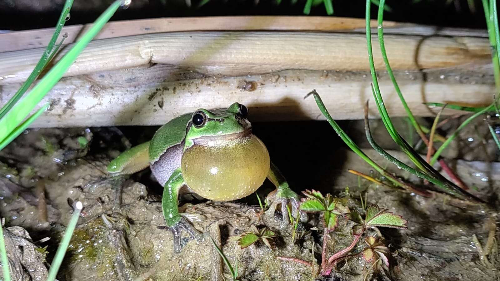 Auf dem Foto ist ein Laubfrosch zu sehen, der gerade eine Kehlblase macht.