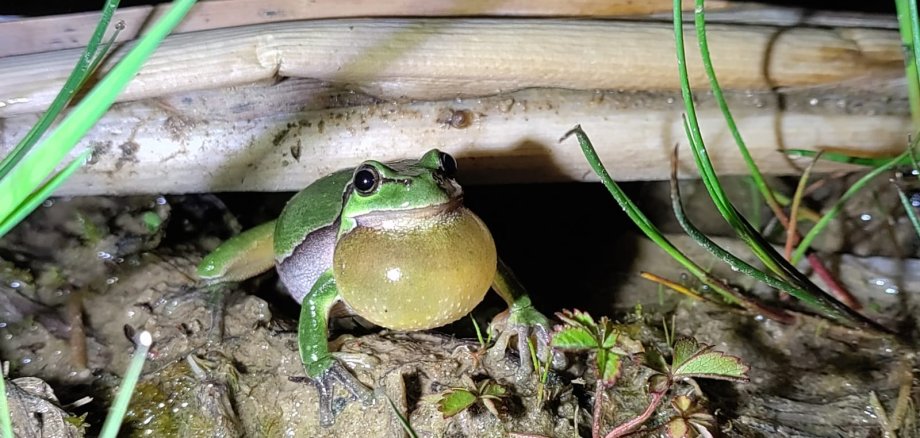 Auf dem Foto ist ein Laubfrosch zu sehen, der gerade eine Kehlblase macht.